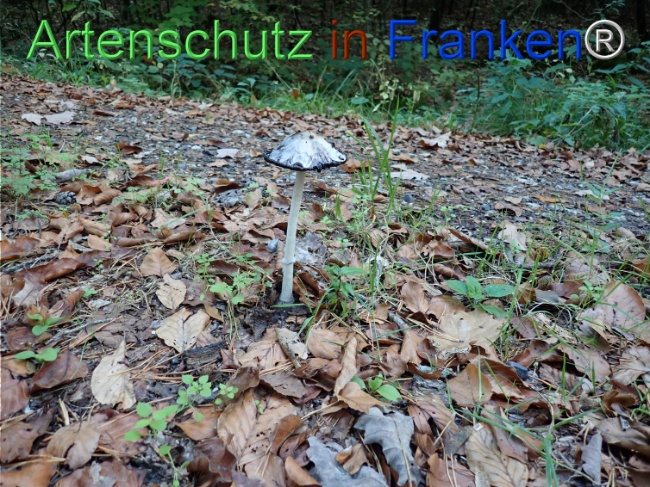 Bild zum Eintrag (1150721-160)