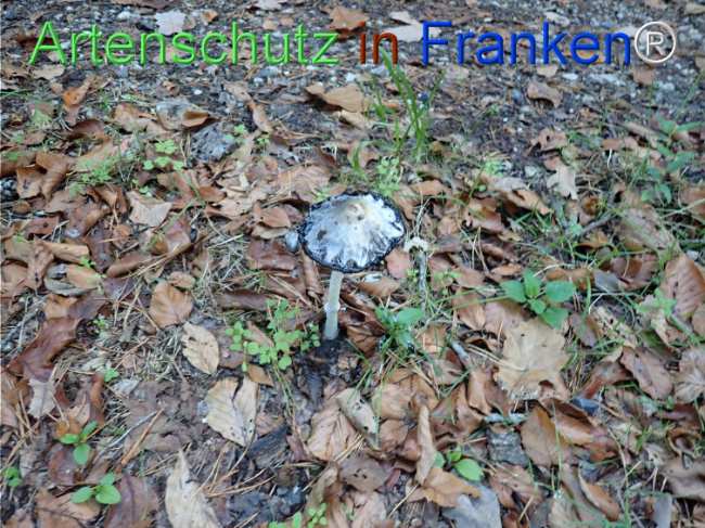 Bild zum Eintrag (1150722-160)