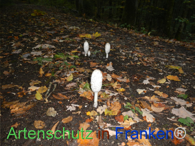 Bild zum Eintrag (1150739-160)
