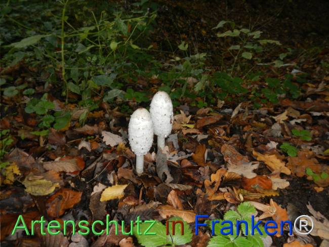 Bild zum Eintrag (1150740-160)
