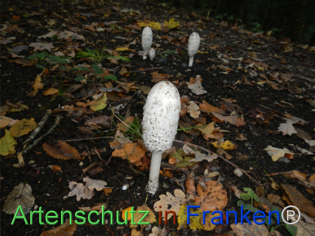 Bild zum Eintrag (1150741-160)