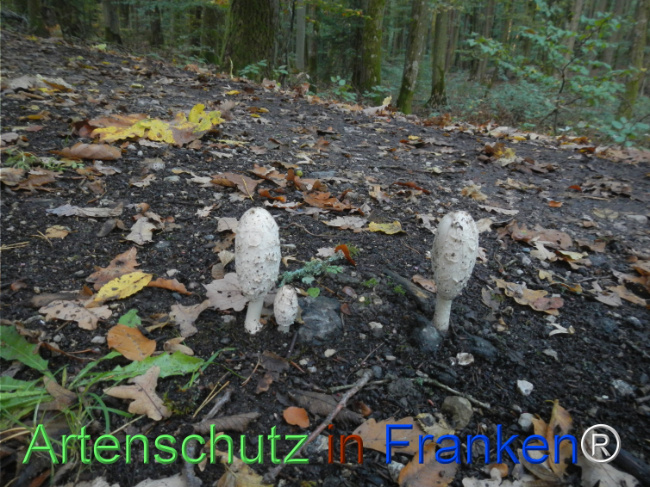 Bild zum Eintrag (1150743-160)