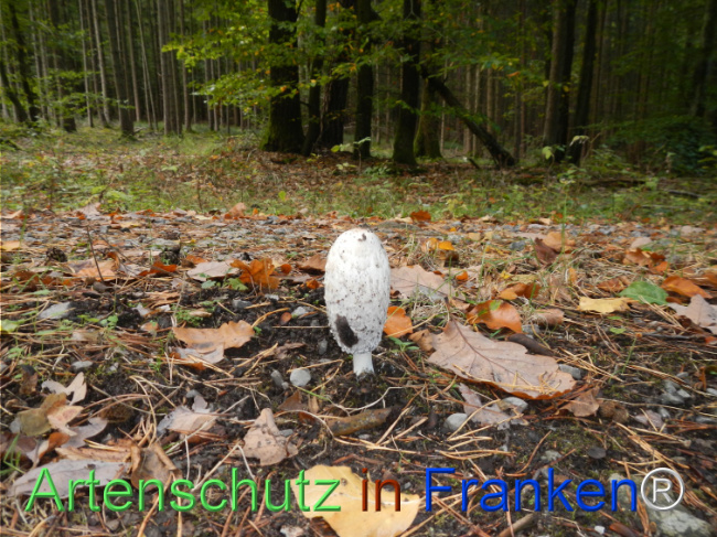 Bild zum Eintrag (1150745-160)