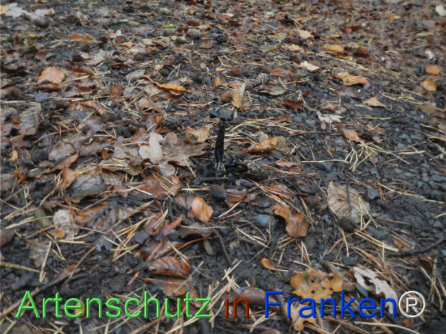 Bild zum Eintrag (1150749-160)