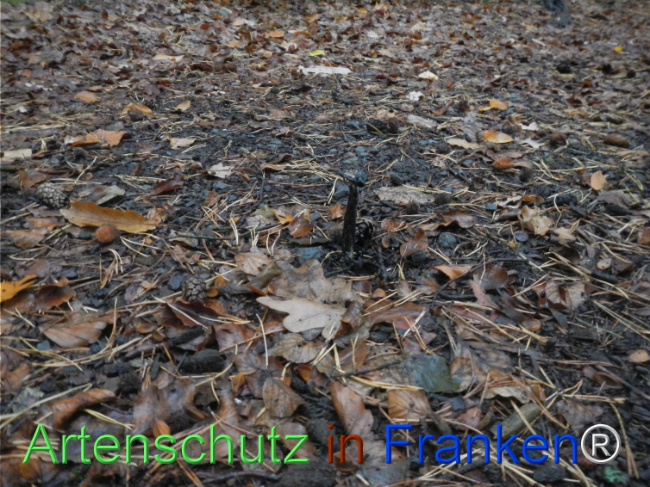 Bild zum Eintrag (1150750-160)