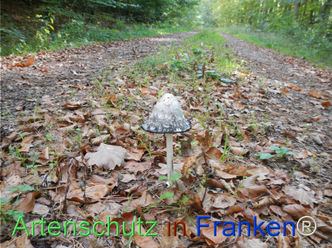 Bild zum Eintrag (1150757-160)