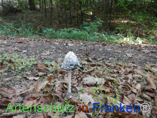 Bild zum Eintrag (1150758-160)
