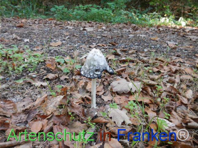 Bild zum Eintrag (1150759-160)