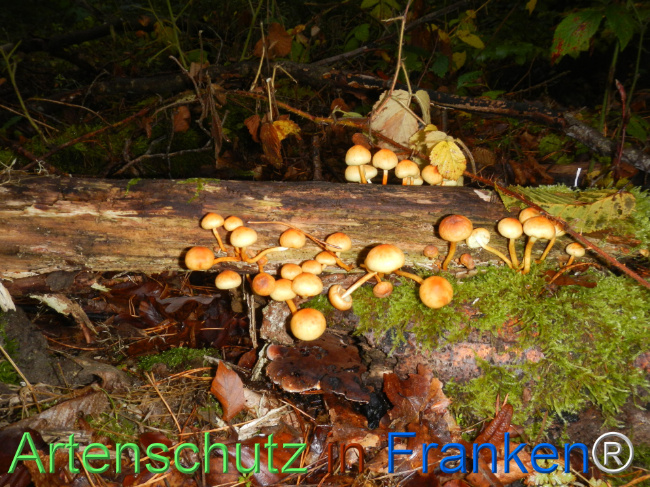 Bild zum Eintrag (1151114-160)