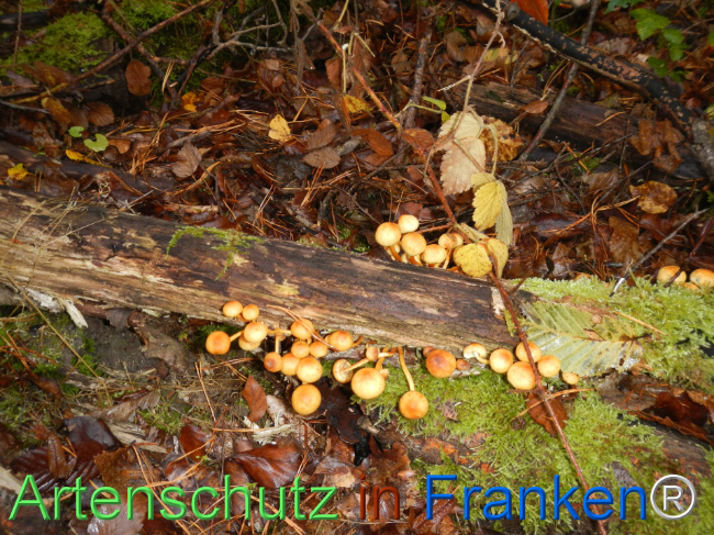 Bild zum Eintrag (1151123-160)