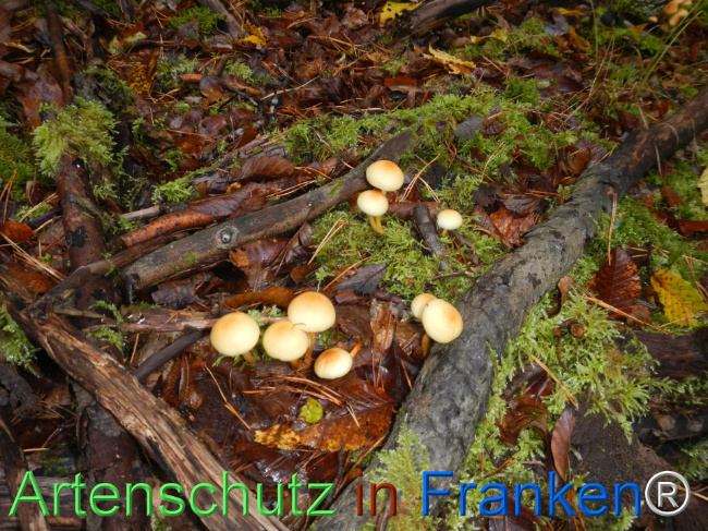 Bild zum Eintrag (1151124-160)