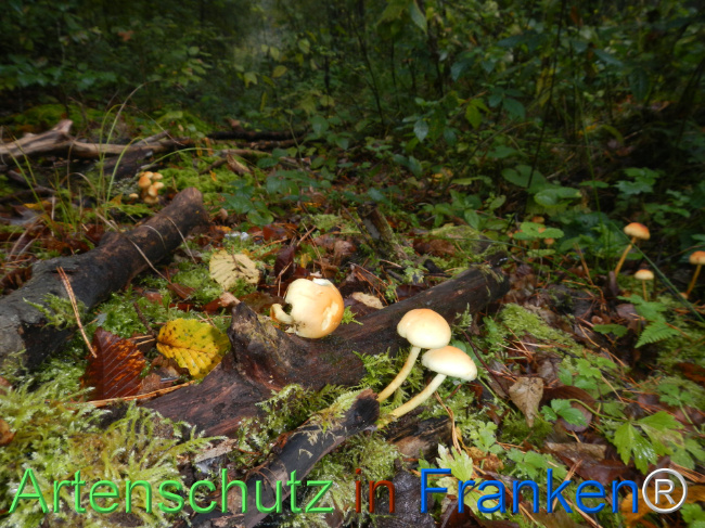 Bild zum Eintrag (1151125-160)