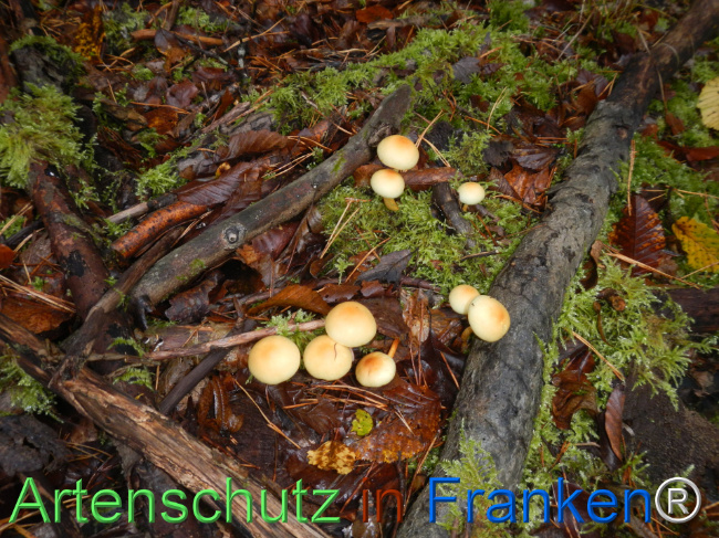 Bild zum Eintrag (1151126-160)