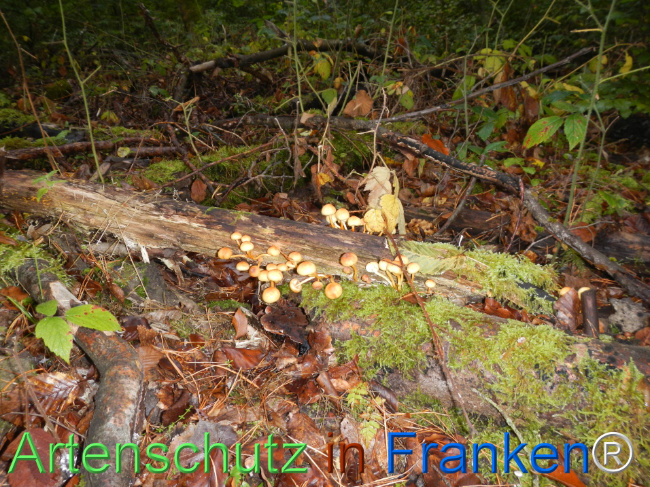 Bild zum Eintrag (1151127-160)