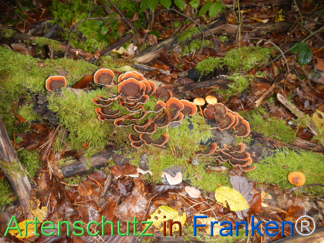 Bild zum Eintrag (1151145-160)