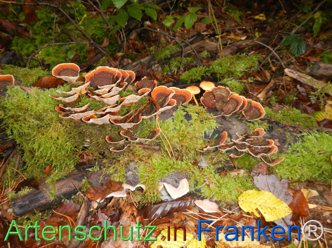 Bild zum Eintrag (1151146-160)
