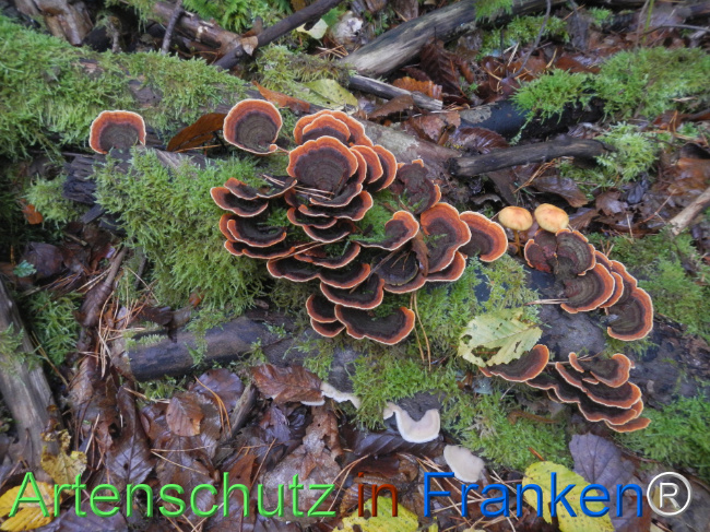 Bild zum Eintrag (1151147-160)