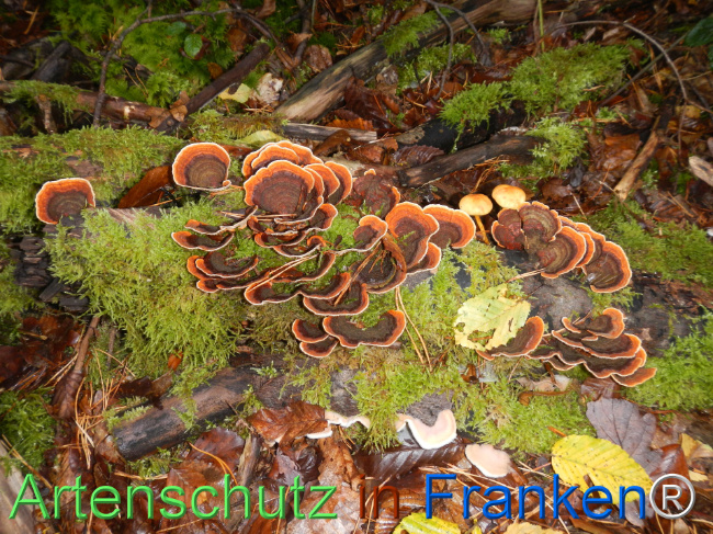Bild zum Eintrag (1151148-160)