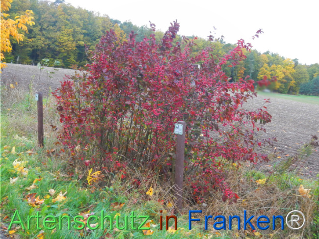 Bild zum Eintrag (1151800-160)