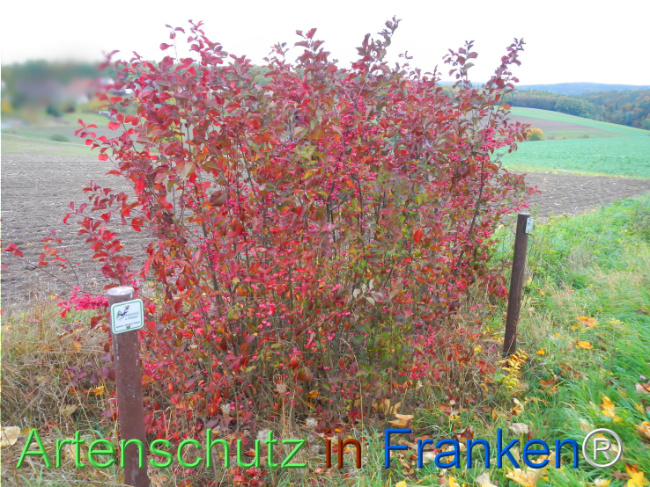 Bild zum Eintrag (1151805-160)