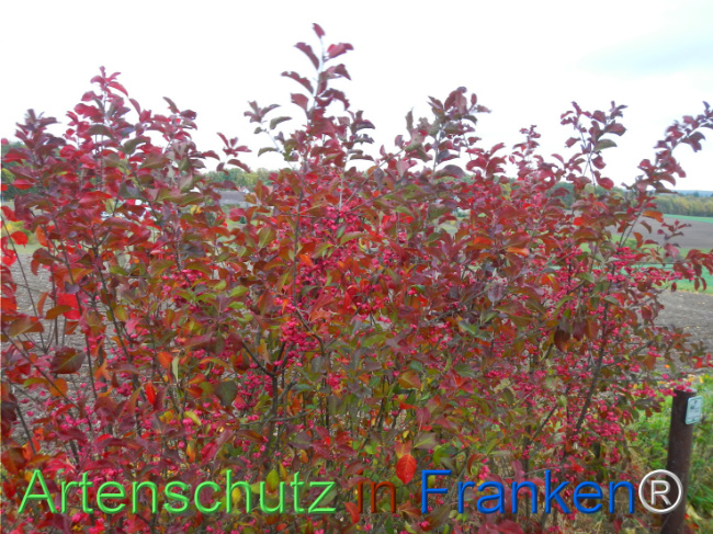 Bild zum Eintrag (1151806-160)