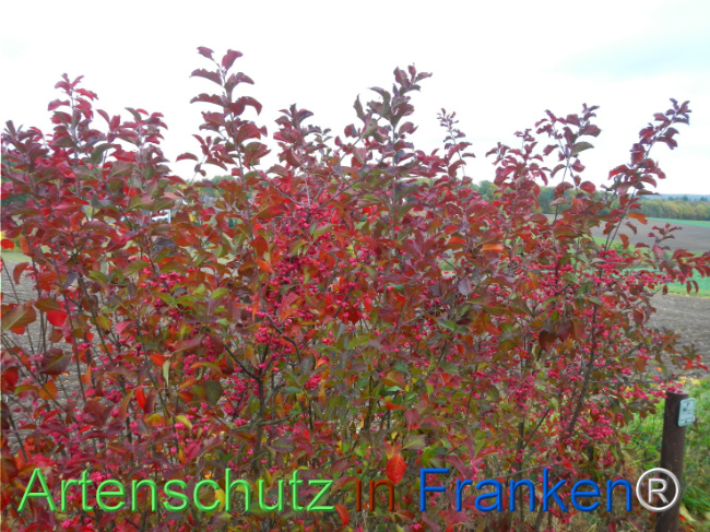 Bild zum Eintrag (1151807-160)