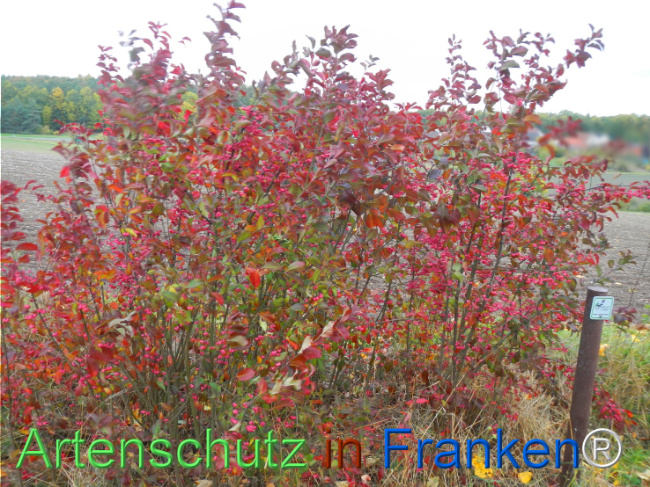 Bild zum Eintrag (1151808-160)