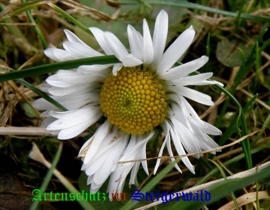 Copyright AiS / 2009 - Albert Meier Bild zum Eintrag (22581-160)