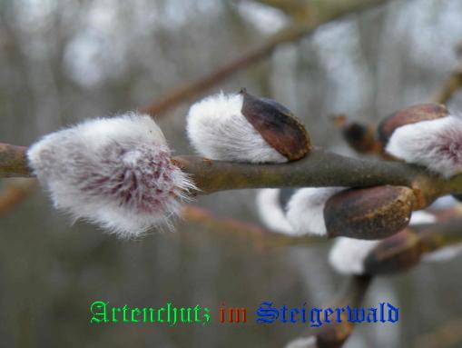 Copyright AiS / 2009 - Albert Meier Bild zum Eintrag (22589-160)