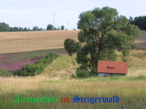 Copyright AiS / 2007 - Köhler M. Bild zum Eintrag (22591-160)