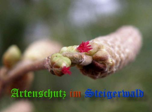 Copyright AiS / 2009 - Albert Meier Bild zum Eintrag (22610-160)