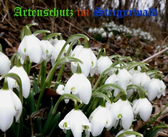 Copyright AiS / 2009 - Albert Meier Bild zum Eintrag (22616-160)