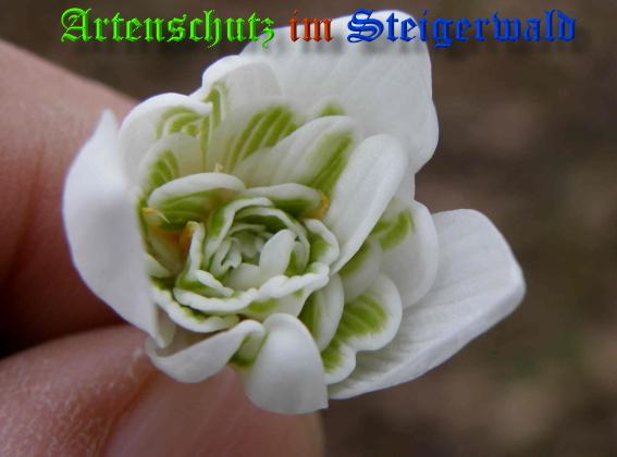 Copyright AiS / 2009 - Albert Meier Bild zum Eintrag (22617-160)