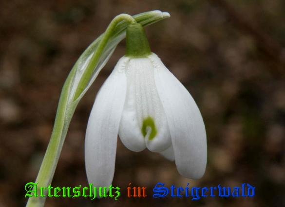 Copyright AiS / 2009 - Albert Meier Bild zum Eintrag (22618-160)