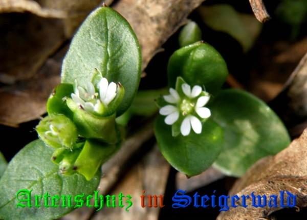 Copyright AiS / 2009 - Albert Meier Bild zum Eintrag (22624-160)