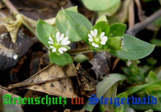 Copyright AiS / 2009 - Albert Meier Bild zum Eintrag (22625-160)