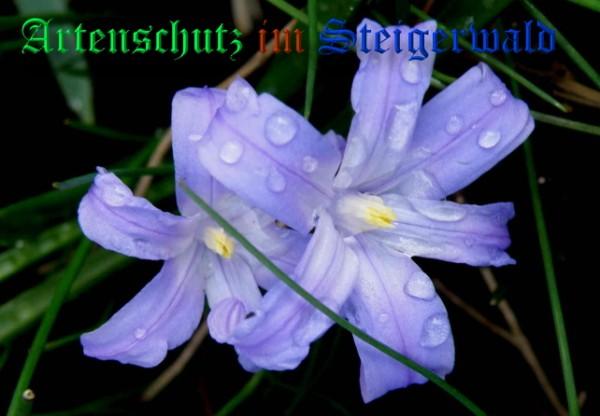 Copyright AiS / 2009 - Albert Meier Bild zum Eintrag (22731-160)