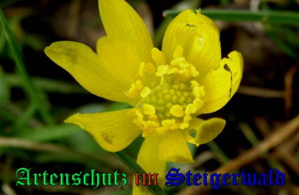 Copyright AiS / 2009 - Albert Meier Bild zum Eintrag (22736-160)