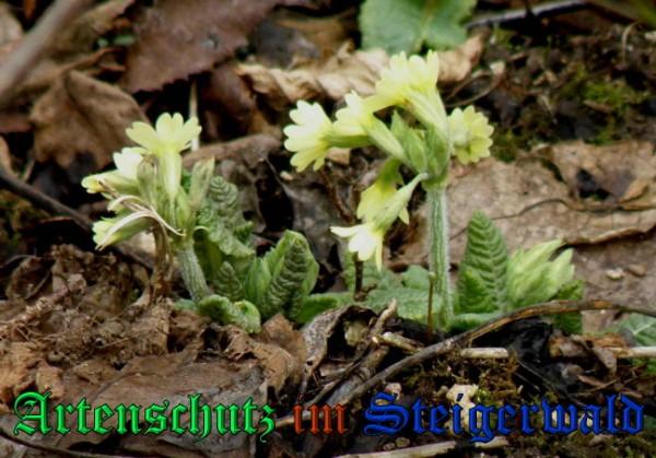 Copyright AiS / 2009 - Albert Meier Bild zum Eintrag (22757-160)