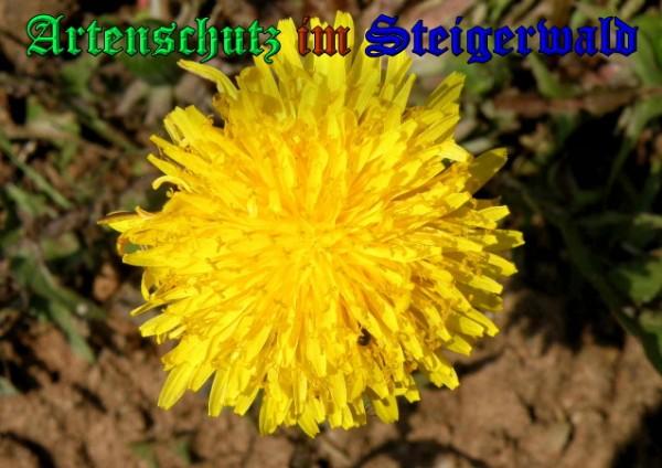 Copyright AiS / 2009 - Albert Meier Bild zum Eintrag (22766-160)