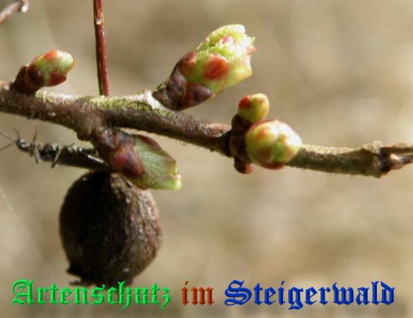 Copyright AiS / 2009 - Albert Meier Bild zum Eintrag (22795-160)