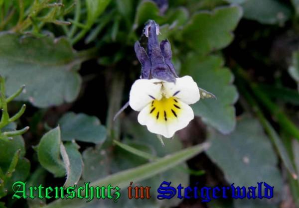 Copyright AiS / 2009 - Albert Meier Bild zum Eintrag (22800-160)