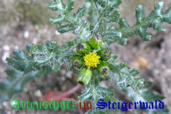 Copyright AiS / 2009 - Albert Meier Bild zum Eintrag (22845-160)