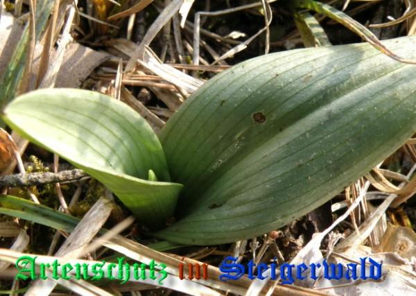 Copyright AiS / 2009 - Albert Meier Bild zum Eintrag (22889-160)