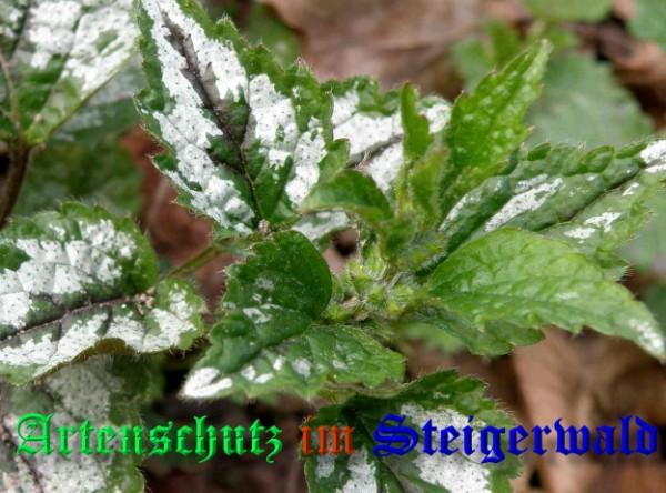 Copyright AiS / 2009 - Albert Meier Bild zum Eintrag (22908-160)