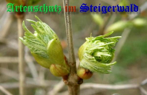 Copyright AiS / 2009 - Albert Meier Bild zum Eintrag (22913-160)