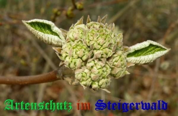 Copyright AiS / 2009 - Albert Meier Bild zum Eintrag (22923-160)