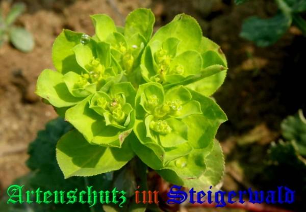 Copyright AiS / 2009 - Albert Meier Bild zum Eintrag (22933-160)