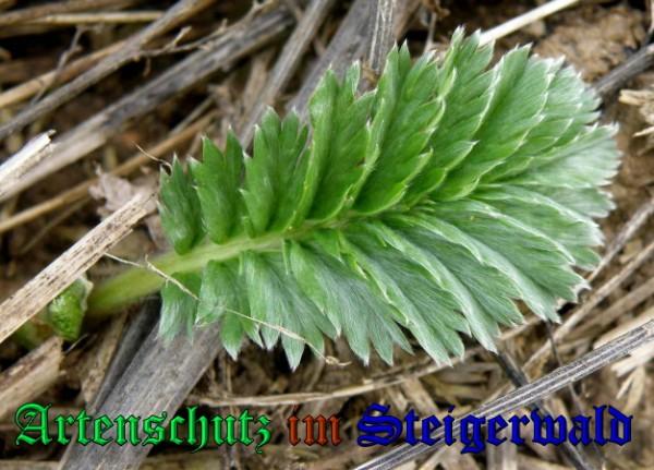 Copyright AiS / 2009 - Albert Meier Bild zum Eintrag (22940-160)