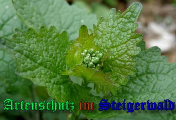 Copyright AiS / 2009 - Albert Meier Bild zum Eintrag (22950-160)